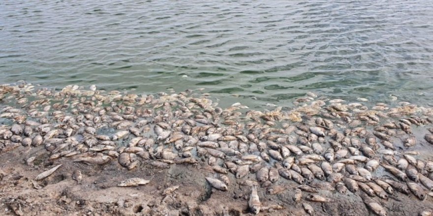 Baraj kurudu, balıklar kıyıya vurdu