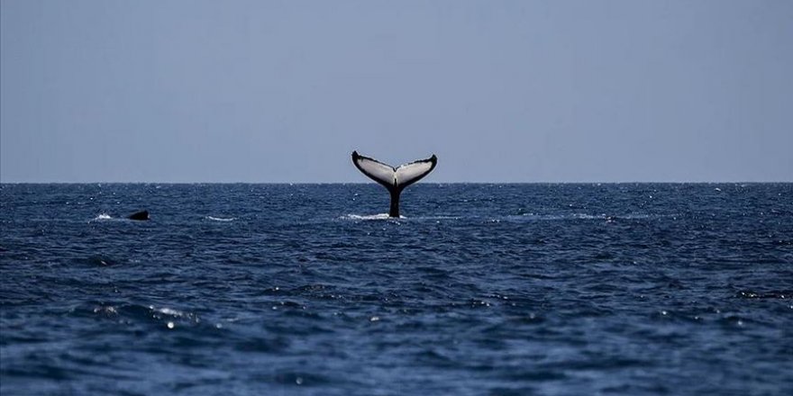 Sri Lanka'da kıyıya vuran 120 balina kurtarıldı