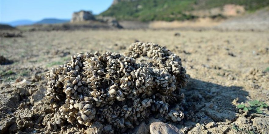 Barajın suyu azalınca havzasından 'midye tarlası' çıktı