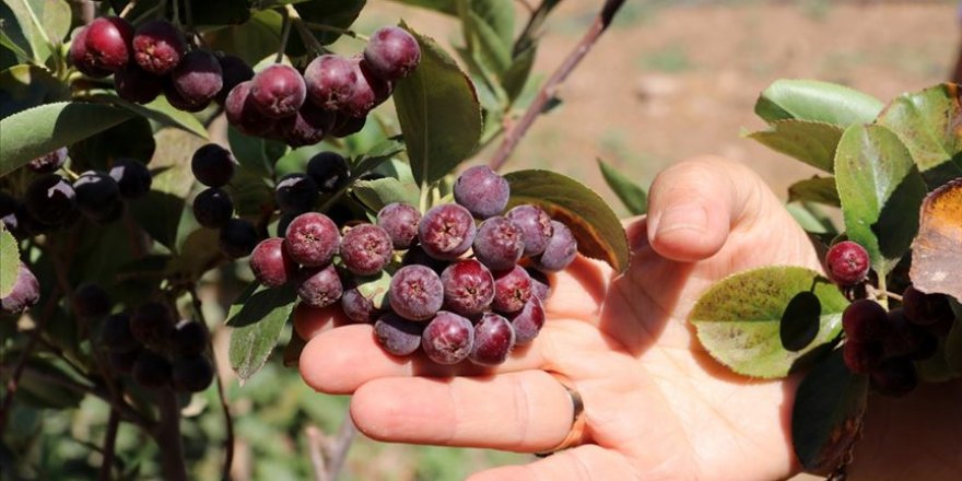 'Süper meyve' aronya Şanlıurfa'da alternatif ürün olacak