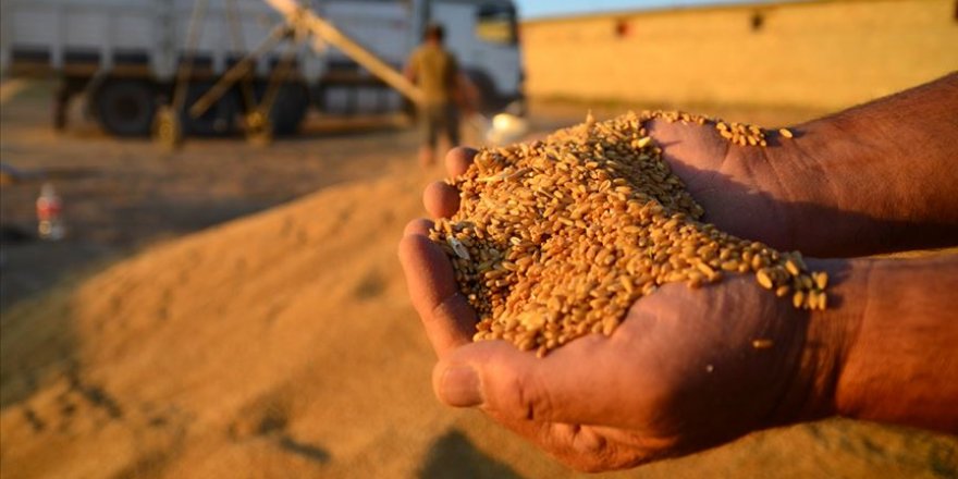 Buğdaydaki üretim artışı gelecek yıl da sürecek