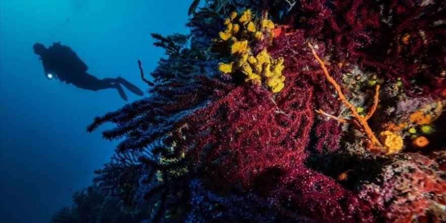 Kırmızı Mercanların derinlerdeki evi 'Ayvalık'