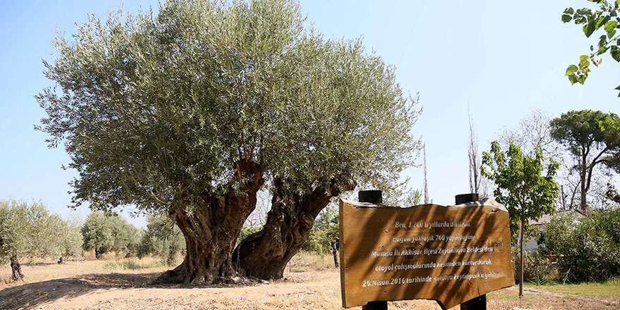 Ol der oluverir! 1204 yaşındaki zeytin ağacında meyve sevinci