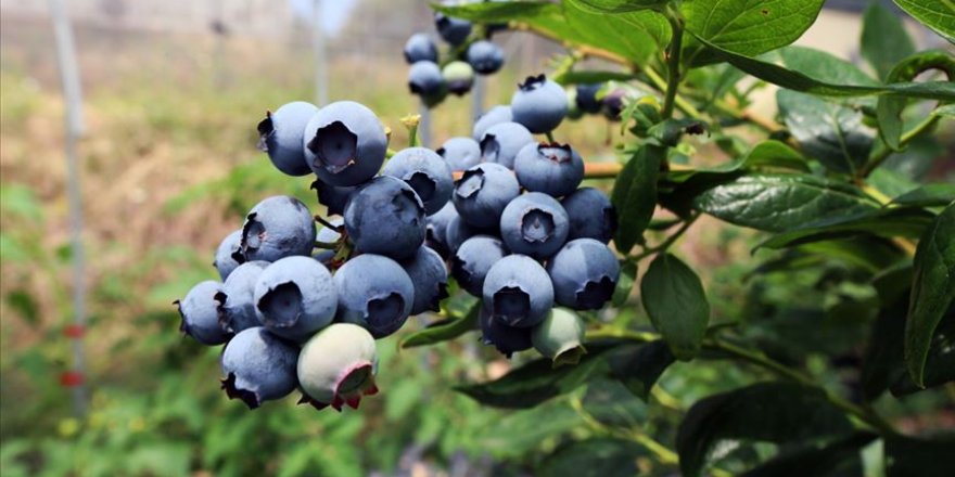 'Maviyemiş'ten 60 milyon lira gelir beklentisi