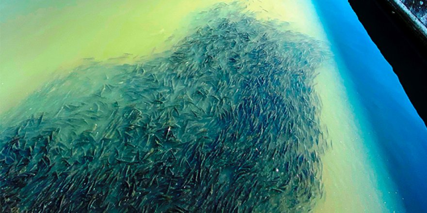 Çanakkale'den binlerce kefal sürüsü merak uyandırdı