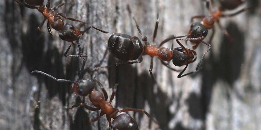 Türkiye'nin karınca çeşitliği araştırılıyor