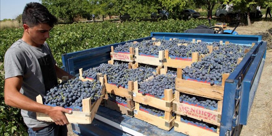 Erzincan bağlarında 'Cimin üzümü' bereketi