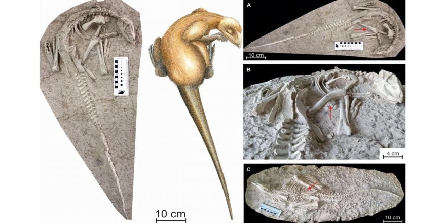 Çin’de oldukça tuhaf görünüme sahip yeni bir dinazor türü keşfedildi