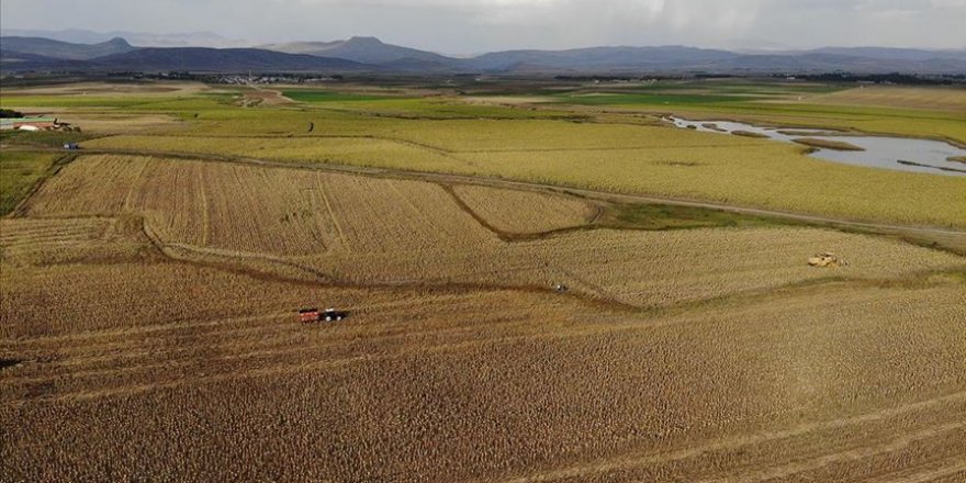Ağrı'da üretimi yaygınlaşan ayçiçeği bölge ekonomisine katkı sunuyor