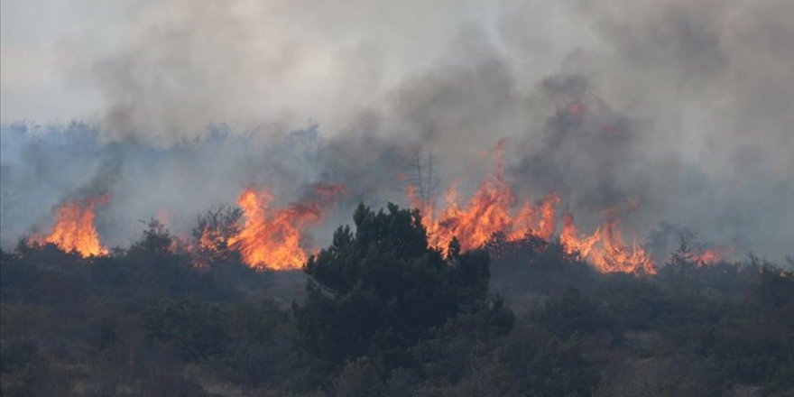 Orman yangınları yaban hayatını da 'tüketiyor'