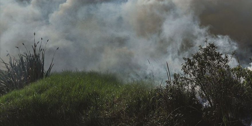 Bitki türlerinin yüzde 40'ına yakını yok olma riski altında