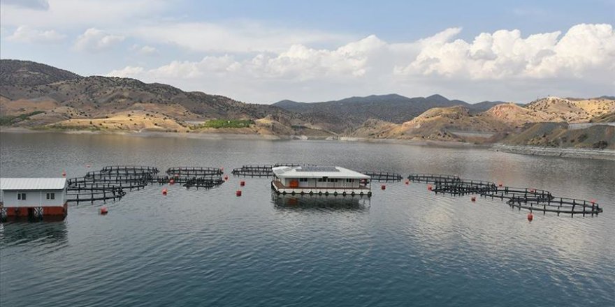 Malatya'dan 11 ülkeye balık ihracatı