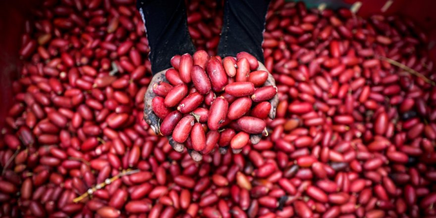 Gazze'de hurma hasadı başladı
