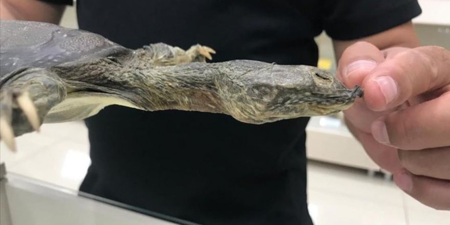 Diyarbakır'da 11 yıl sonra Nesli tükenmekte olan Fırat kaplumbağası yavruları görüldü