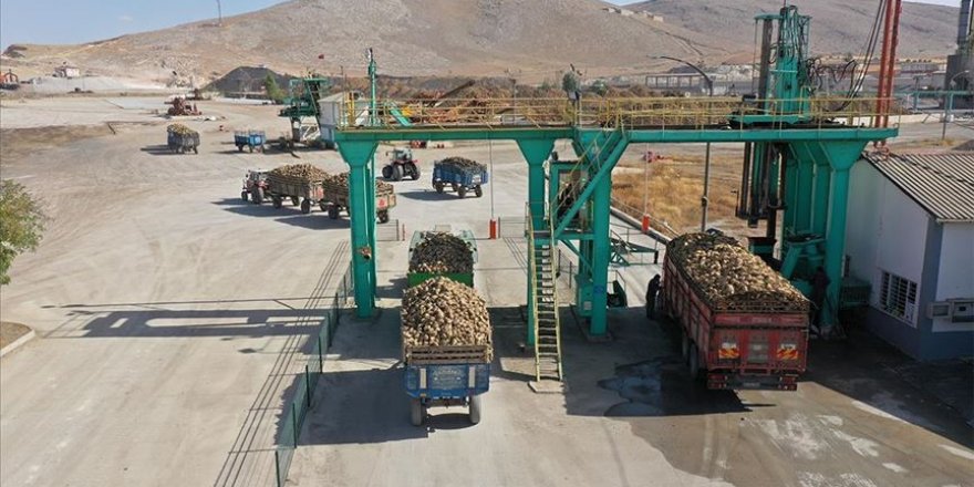 Elbistan'da 50 bin ton şeker üretilmesi hedefleniyor
