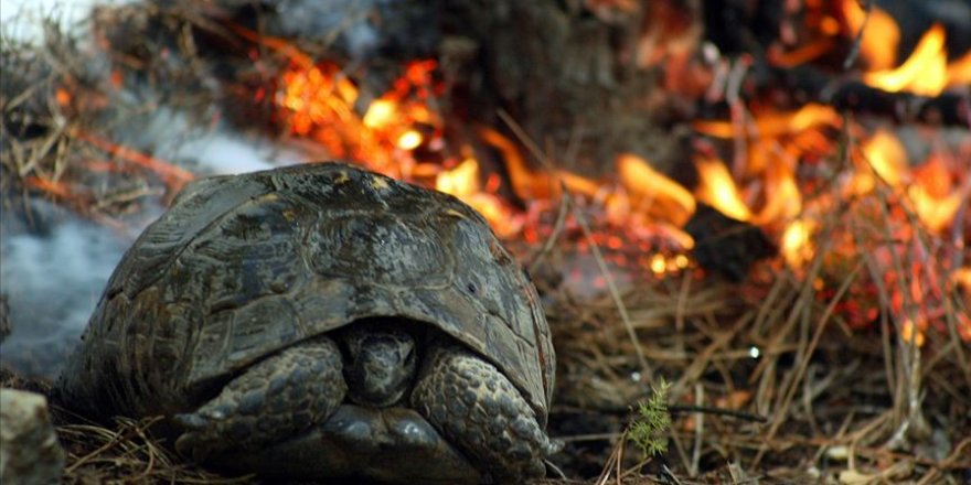 Orman yangınlarından birçok canlı zarar görüyor