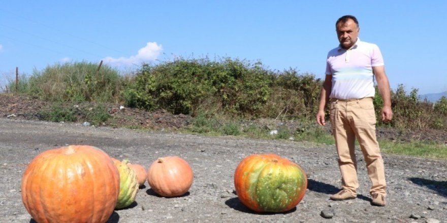 Zonguldak'ta 60 kiloluk kabak görenleri şaşırtıyor