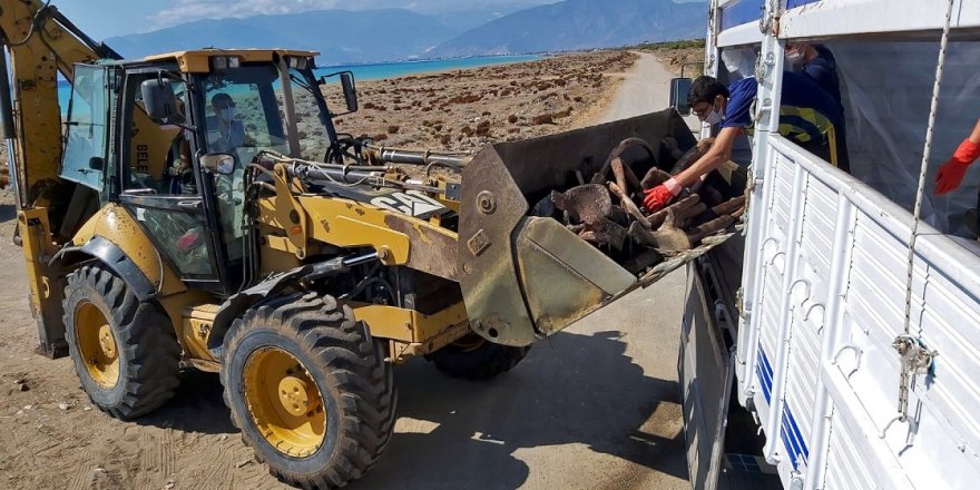 Antalya'da karaya vuran Kaşalot balinası, bilimsel çalışmalar için İstanbul'a getirildi
