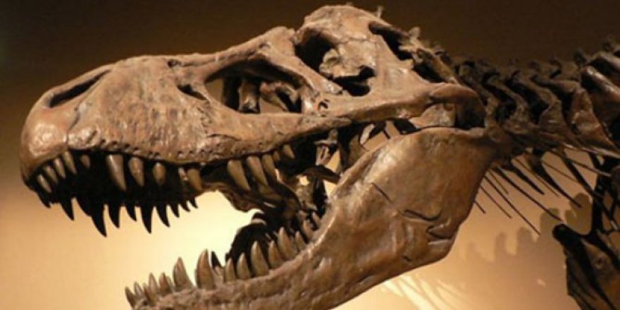 Bilim insanları, bu zamana kadarki en büyük dinozor fosilini keşfetti