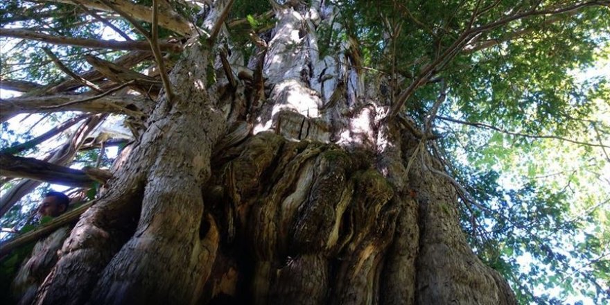Artvin'de koruma altına alınan 1200 yıllık porsuk ağacı ihtişamıyla göz dolduruyor
