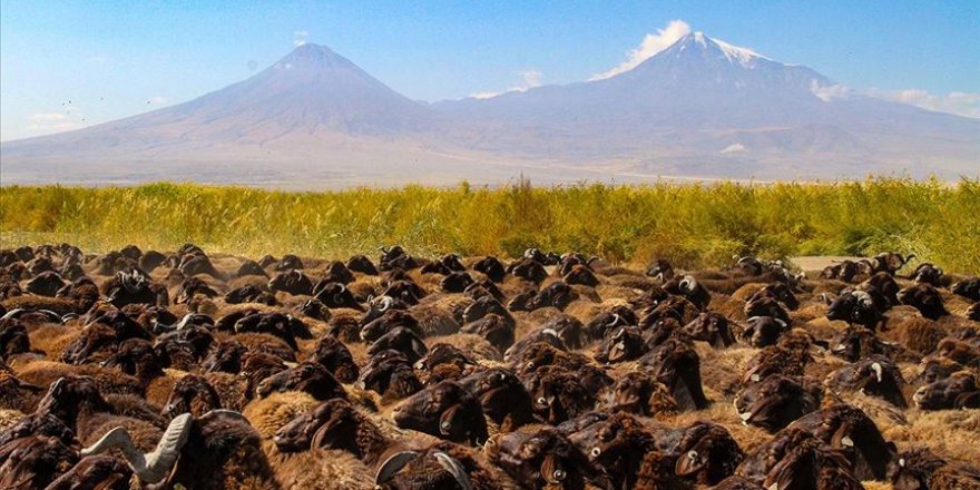 Morkaraman ve akkaraman ırkı koyun ve koçlar Azerbaycan'a ihraç ediliyor