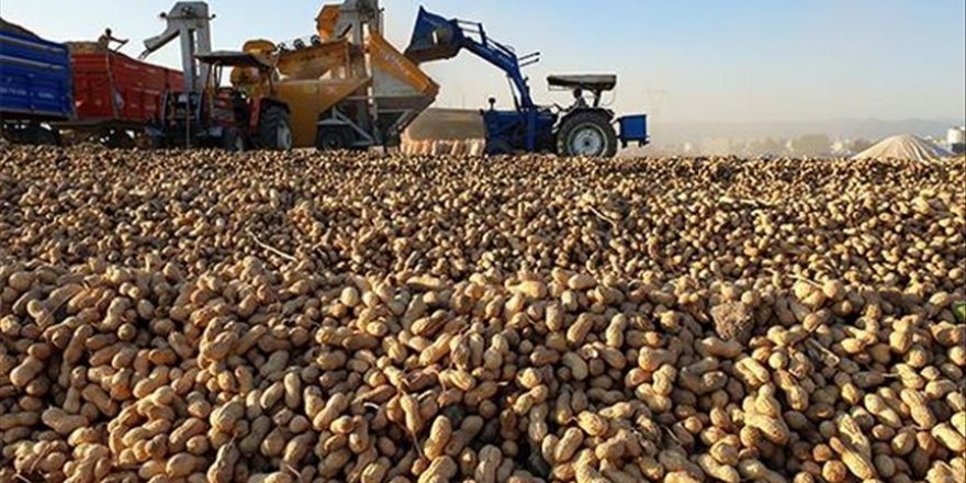 Çukurova'da yer fıstığı üretim alanı genişliyor