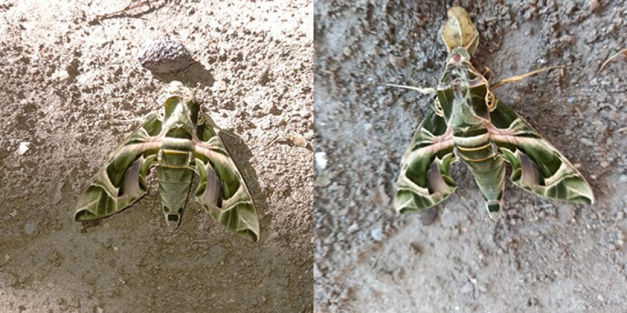 Nadir görülen Mekik Kelebeği Kuşadası'nda görüldü
