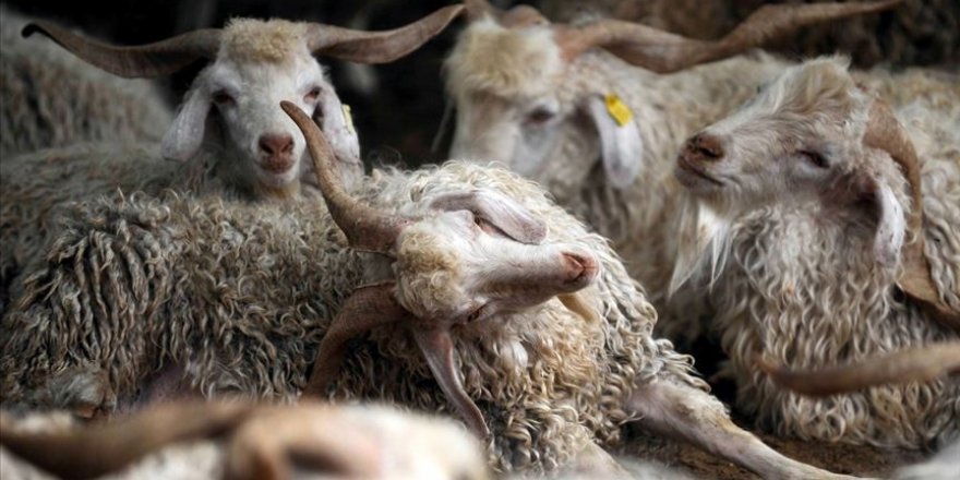 Tiftik kalitesinde hedef dünya liderliği