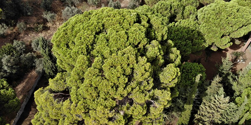 İngilizlerin topla yıkamadığı 700 yaşındaki tek kollu gazi hâlâ ayakta