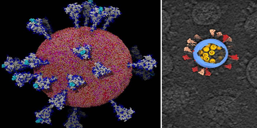 Koronavirüsün akciğerlere birkaç saat içinde nasıl zarar verdiği deşifre edildi