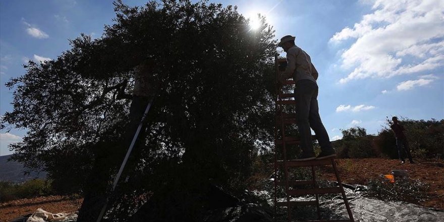 İsrail Filistinlilerin zeytin bahçelerine girmesini engelleyen karar çıkardı