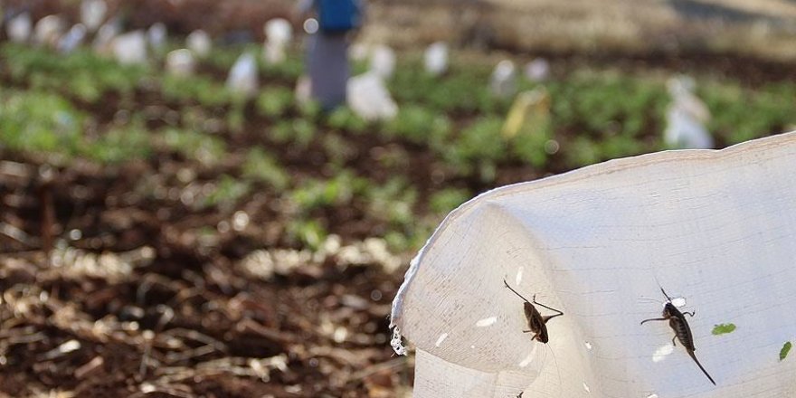 Kenya ikinci çekirge istilasıyla karşı karşıya