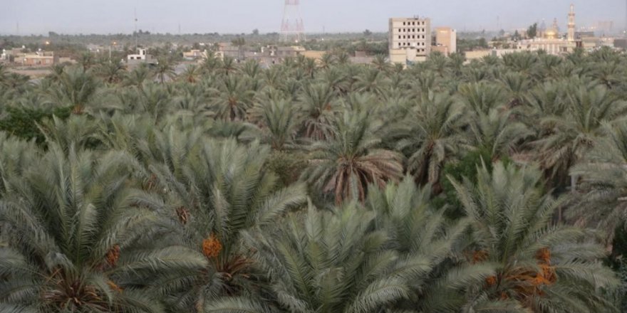 Irak'ın 'nefes almak için' 14 milyar ağaca ihtiyacı var