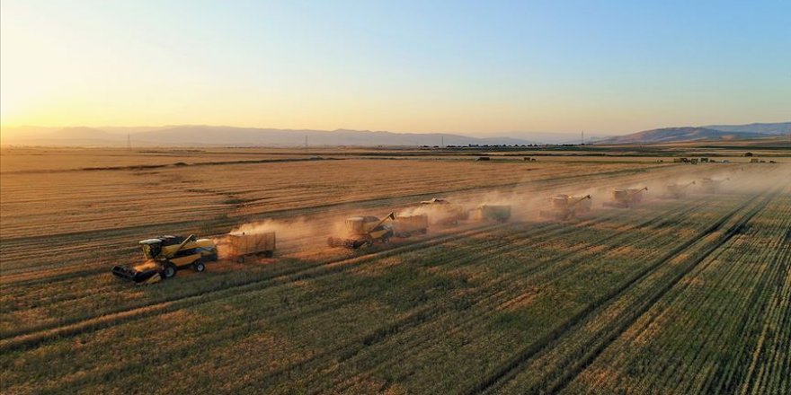 Pandemi sürecinde değerlenen buğdaya ilgi arttı