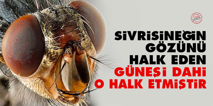 Bediüzzaman: Sivrisineğin gözünü halk eden, güneşi dahi o halk etmiştir