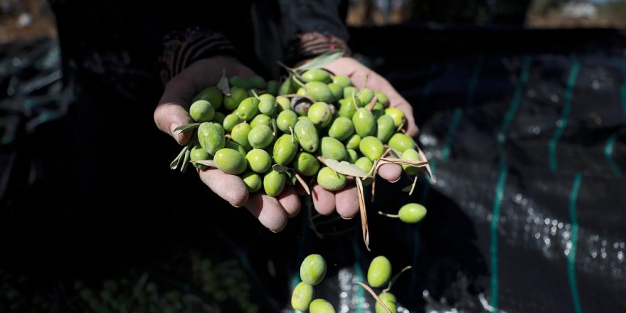 Antalya'da zeytin bahçelerinde hasat hareketliliği