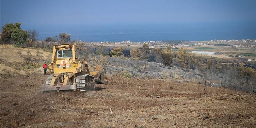 Hatay'da yanan alanlar fidan dikimine hazırlanıyor