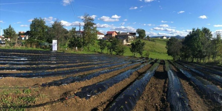 TİKA’dan Bosna Hersek’te çilek yetiştiriciliğine destek