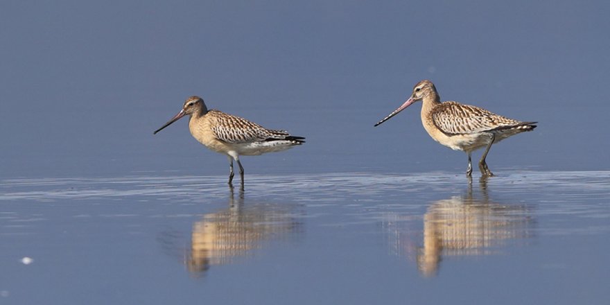 Yaratılış harikası: İç organlarını küçültebiliyor! 12 bin kilometre aralıksız uçuyor