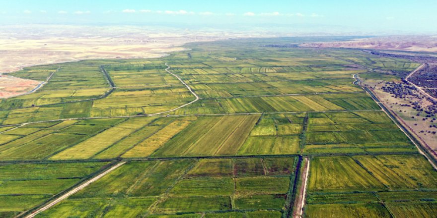 Brandaların üzerinde kurutulan çeltik pirince dönüştürülüp sofralardaki yerini alıyor