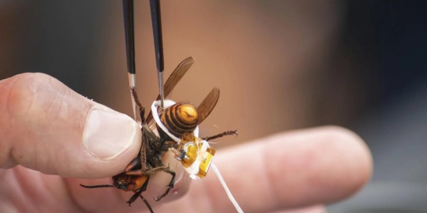 ABD'de katil eşek arısı paniği: Yuvaları bir türlü tespit edilemiyor