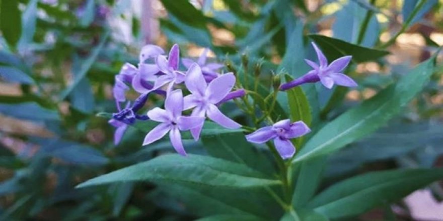 Balıkesir'de mavi yıldız bitkisi koruma altına alınacak