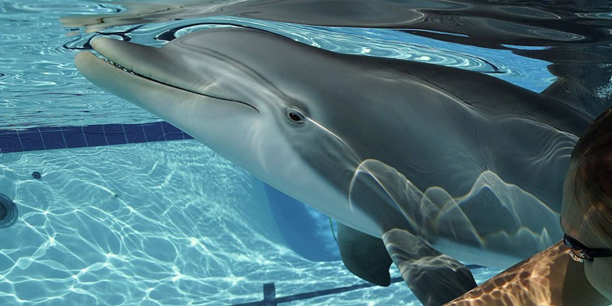 Hayvanat bahçelerini boşaltacak proje