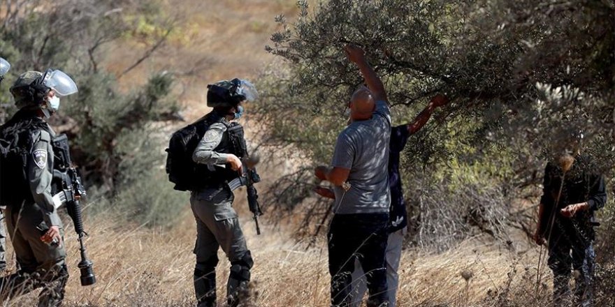 İsrail askerlerinden Filistinlilerin zeytin toplamasına engel