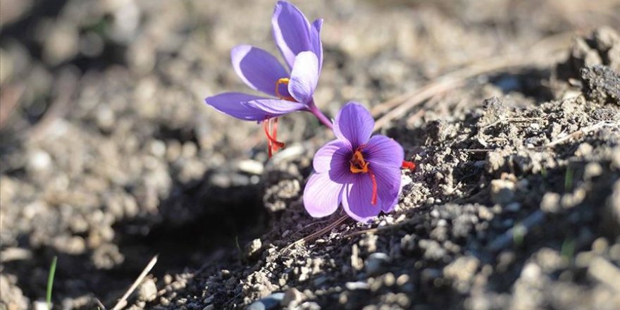 Safran bitkisinin çiçek açtı