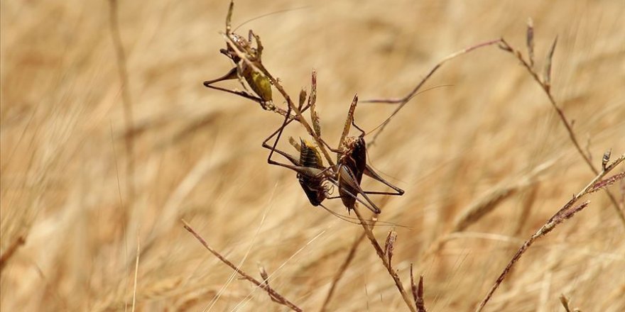 Etiyopya'da çöl çekirgeleri tarlaları istila etti