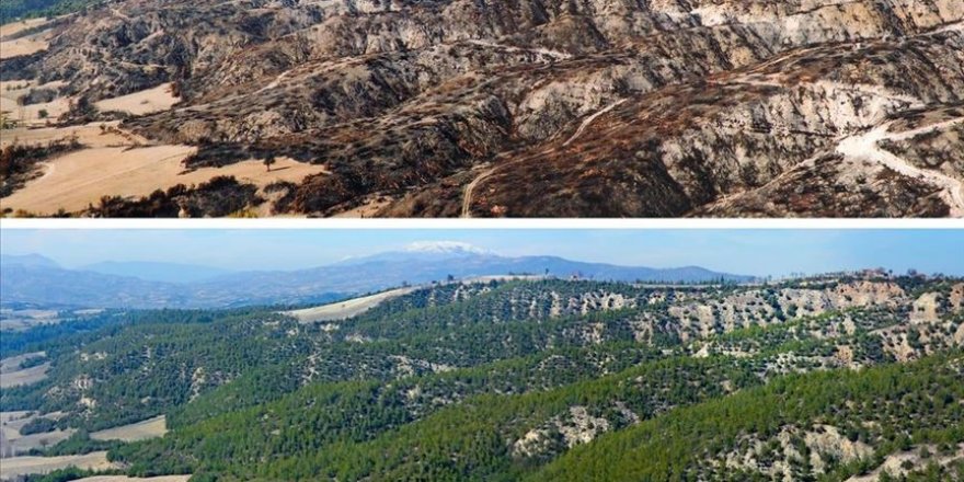 Geçen yıl yanan orman alanlarının yarısından fazlası ağaçlandırıldı