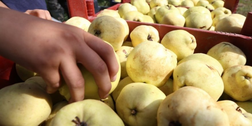 Hamilelik döneminde ayva tüketmenin faydaları saymakla bitmiyor