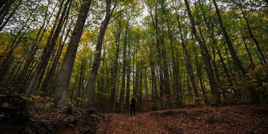 e-Tebligat başladı 43 bin ağaç kesilmekten kurtuldu