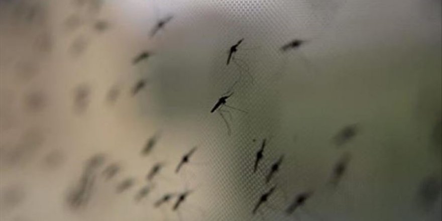 Bilim insanları 'bakterili sivrisinek' kullanarak dang humması vakalarını yüzde 77 azaltmayı başardı